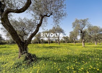 Foto 7 - Agricultural land strada statale 291, Alghero - photo 7