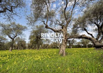 Foto 8 - Agricultural land strada statale 291, Alghero - photo 8