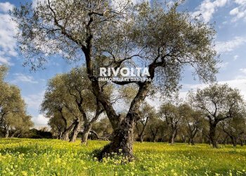 Foto 12 - Agricultural land strada statale 291, Alghero - photo 12