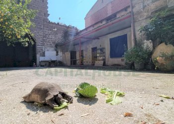 Foto 5 - Casa indipendente Portico di Caserta - foto 5