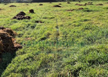 Foto 6 - Terreno agricolo Marcianise - foto 6