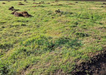 Foto 7 - Terreno agricolo Marcianise - foto 7