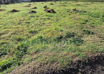 Foto 10 - Terreno agricolo Marcianise - foto 10