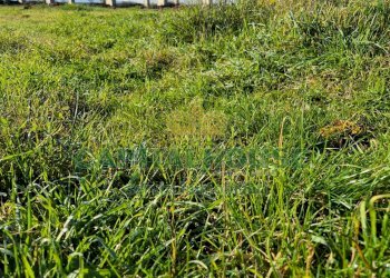 Foto 11 - Terreno agricolo Marcianise - foto 11