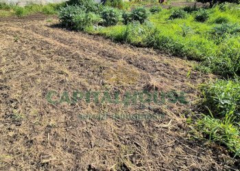 Foto 8 - Terreno agricolo Recale - foto 8