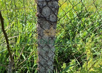 Foto 11 - Terreno agricolo Recale - foto 11