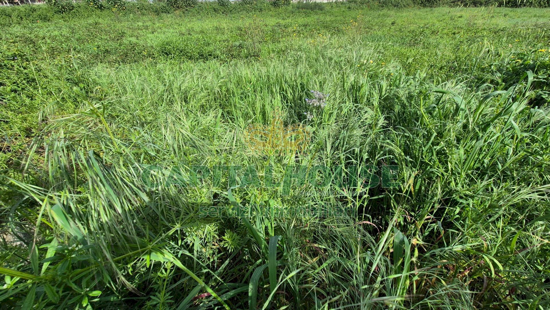 Foto 3 - Terreno agricolo Recale - foto 3