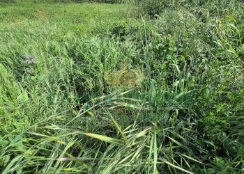 Foto 1 - Terreno agricolo Recale - foto 1