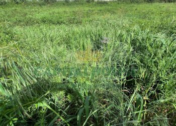 Foto 3 - Terreno agricolo Recale - foto 3