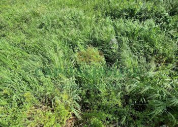 Foto 5 - Terreno agricolo Recale - foto 5