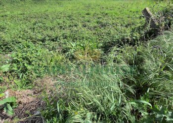 Foto 6 - Terreno agricolo Recale - foto 6