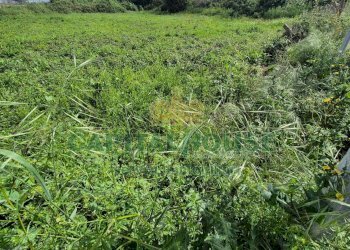 Foto 9 - Terreno agricolo Recale - foto 9