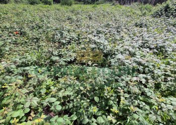 Foto 10 - Terreno agricolo Recale - foto 10