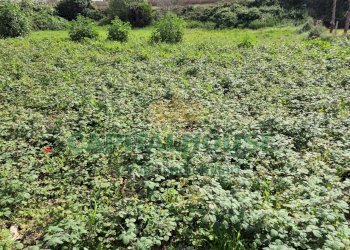 Foto 11 - Terreno agricolo Recale - foto 11