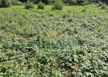 Foto 12 - Terreno agricolo Recale - foto 12