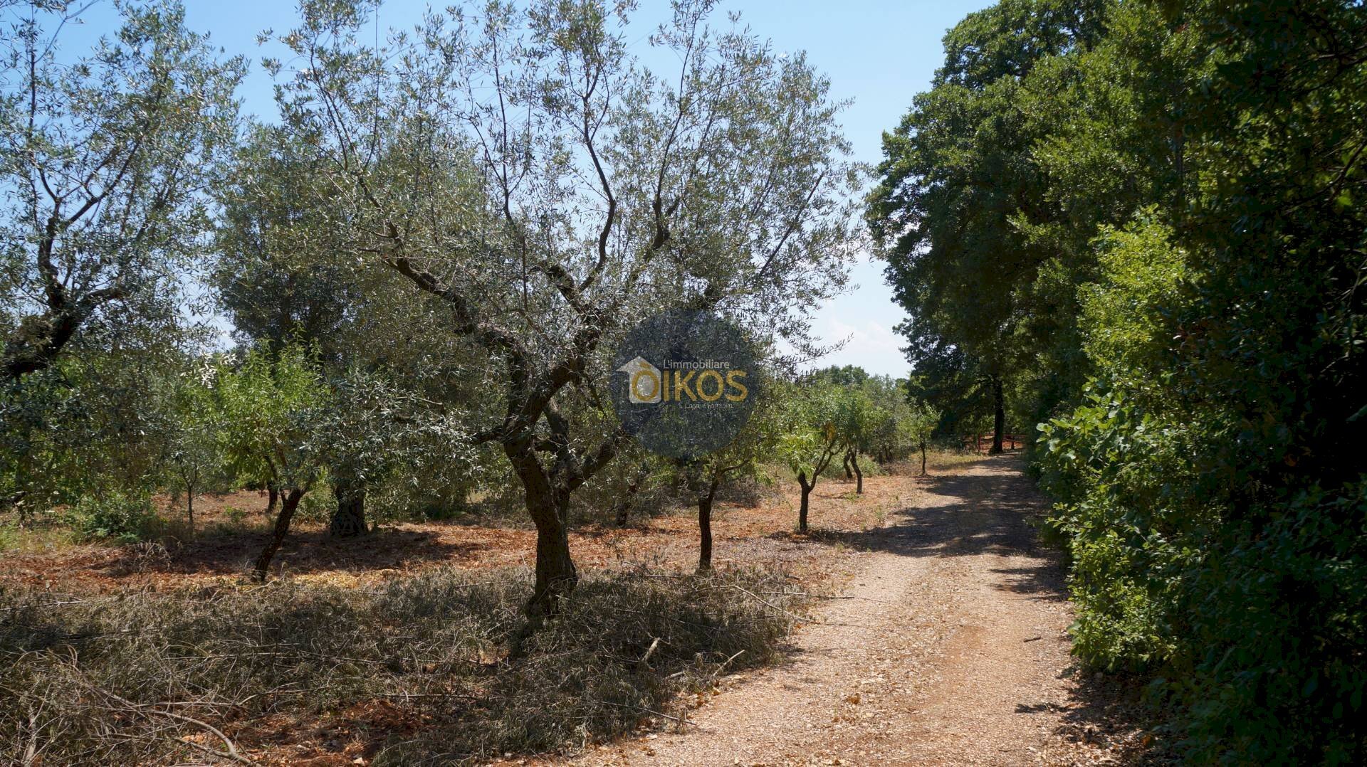 Foto 2 - Terreno agricolo Contrada Romanazzi, Monopoli - foto 2