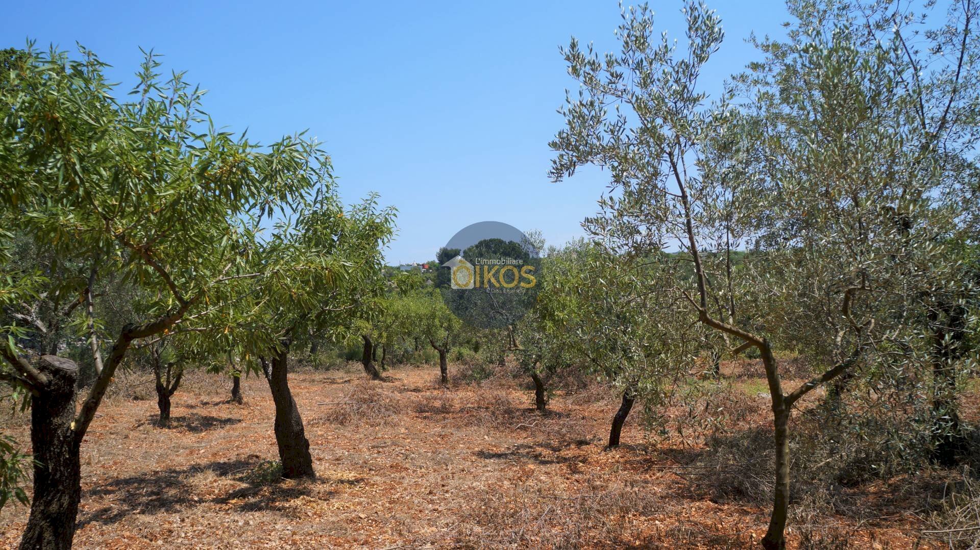 Foto 3 - Terreno agricolo Contrada Romanazzi, Monopoli - foto 3