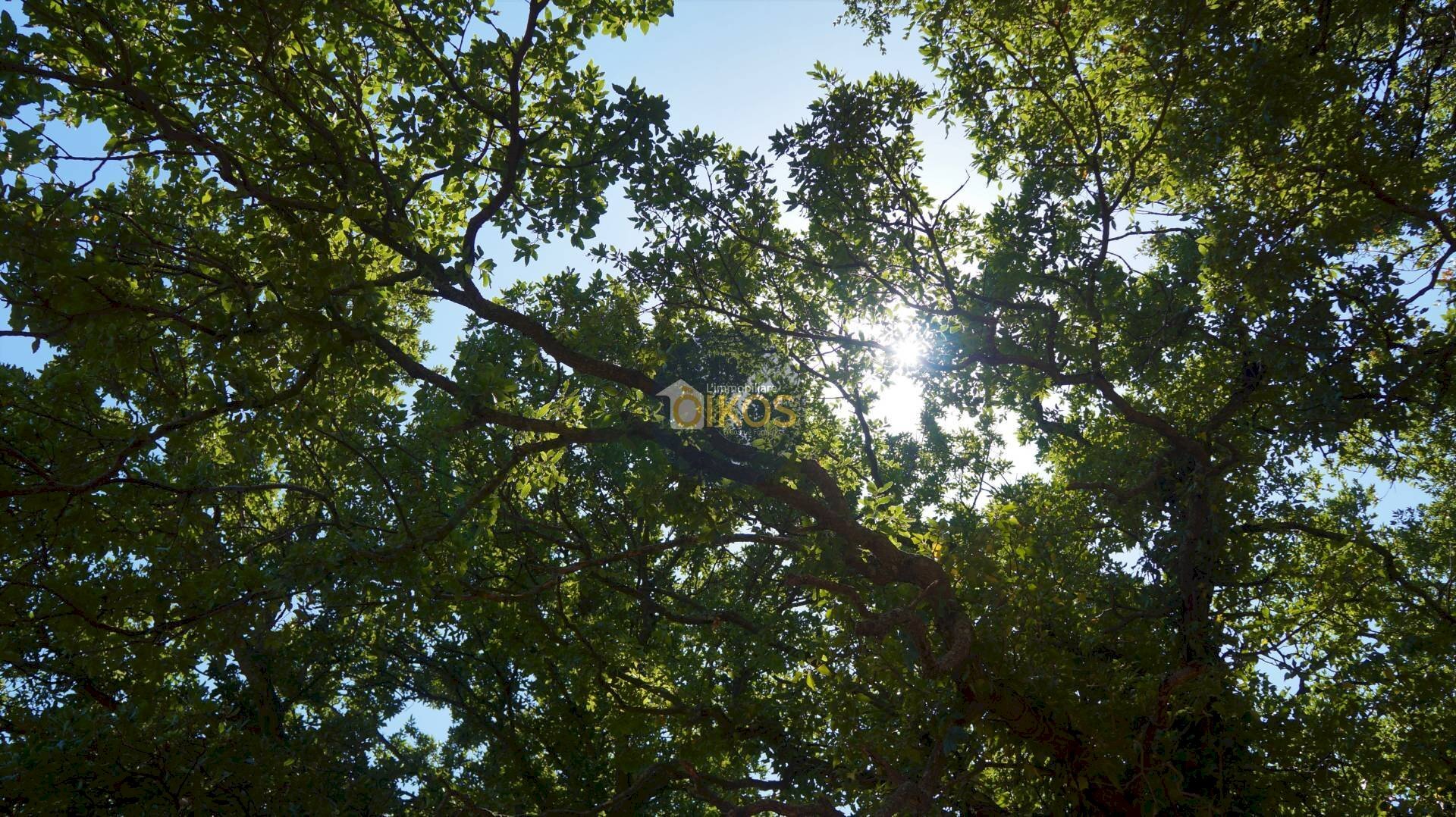 Foto 1 - Terreno agricolo Contrada Romanazzi, Monopoli - foto 1