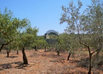 Foto 3 - Terreno agricolo Contrada Romanazzi, Monopoli - foto 3