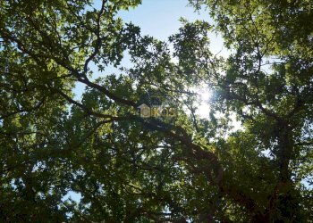 Foto 4 - Terreno agricolo Contrada Romanazzi, Monopoli - foto 4