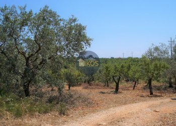 Foto 5 - Terreno agricolo Contrada Romanazzi, Monopoli - foto 5