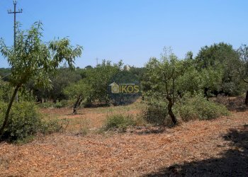 Foto 6 - Terreno agricolo Contrada Romanazzi, Monopoli - foto 6