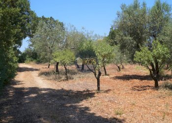 Foto 7 - Terreno agricolo Contrada Romanazzi, Monopoli - foto 7