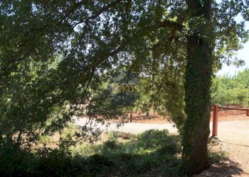 Foto 9 - Terreno agricolo Contrada Romanazzi, Monopoli - foto 9