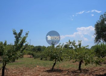 Foto 11 - Terreno agricolo Contrada Romanazzi, Monopoli - foto 11