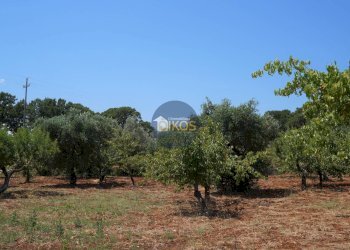 Foto 13 - Terreno agricolo Contrada Romanazzi, Monopoli - foto 13