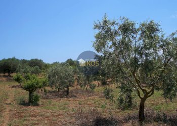 Foto 14 - Terreno agricolo Contrada Romanazzi, Monopoli - foto 14