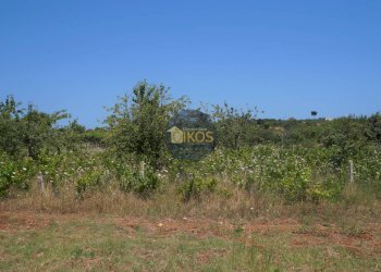 Foto 15 - Terreno agricolo Contrada Romanazzi, Monopoli - foto 15