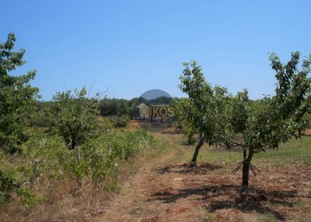 Foto 16 - Terreno agricolo Contrada Romanazzi, Monopoli - foto 16