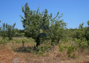 Foto 17 - Terreno agricolo Contrada Romanazzi, Monopoli - foto 17