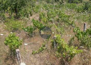 Foto 18 - Terreno agricolo Contrada Romanazzi, Monopoli - foto 18