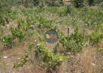 Foto 19 - Terreno agricolo Contrada Romanazzi, Monopoli - foto 19