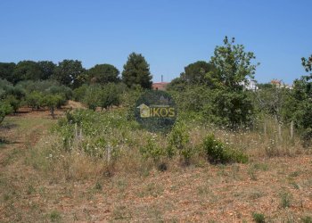 Foto 20 - Terreno agricolo Contrada Romanazzi, Monopoli - foto 20