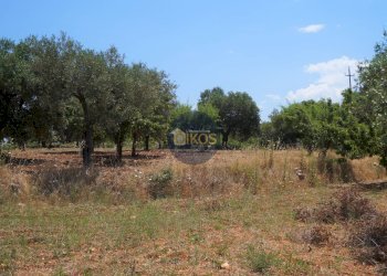 Foto 22 - Terreno agricolo Contrada Romanazzi, Monopoli - foto 22