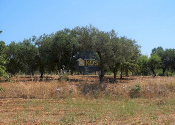 Foto 23 - Terreno agricolo Contrada Romanazzi, Monopoli - foto 23