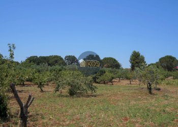 Foto 24 - Terreno agricolo Contrada Romanazzi, Monopoli - foto 24