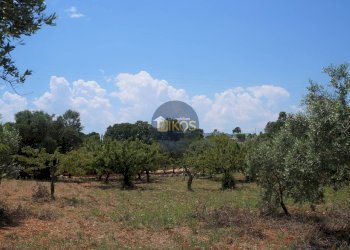 Foto 25 - Terreno agricolo Contrada Romanazzi, Monopoli - foto 25