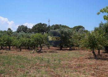 Foto 26 - Terreno agricolo Contrada Romanazzi, Monopoli - foto 26