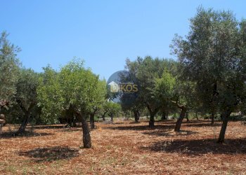 Foto 29 - Terreno agricolo Contrada Romanazzi, Monopoli - foto 29