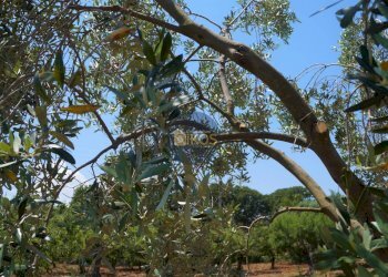 Foto 30 - Terreno agricolo Contrada Romanazzi, Monopoli - foto 30