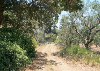 Foto 38 - Terreno agricolo Contrada Romanazzi, Monopoli - foto 38