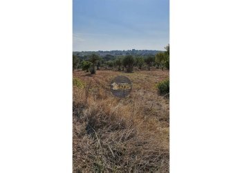 Foto 4 - Terreno agricolo Contrada Cervarulo
 
snc, Monopoli - foto 4