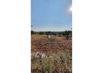 Foto 5 - Terreno agricolo Contrada Cervarulo
 
snc, Monopoli - foto 5