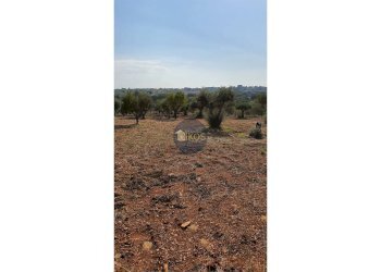 Foto 10 - Terreno agricolo Contrada Cervarulo
 
snc, Monopoli - foto 10