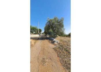 Foto 12 - Terreno agricolo Contrada Cervarulo
 
snc, Monopoli - foto 12