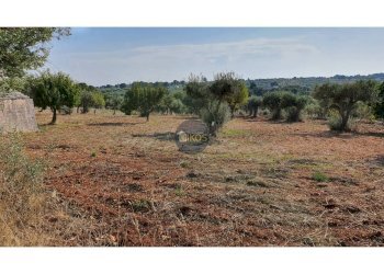 Foto 13 - Terreno agricolo Contrada Cervarulo
 
snc, Monopoli - foto 13